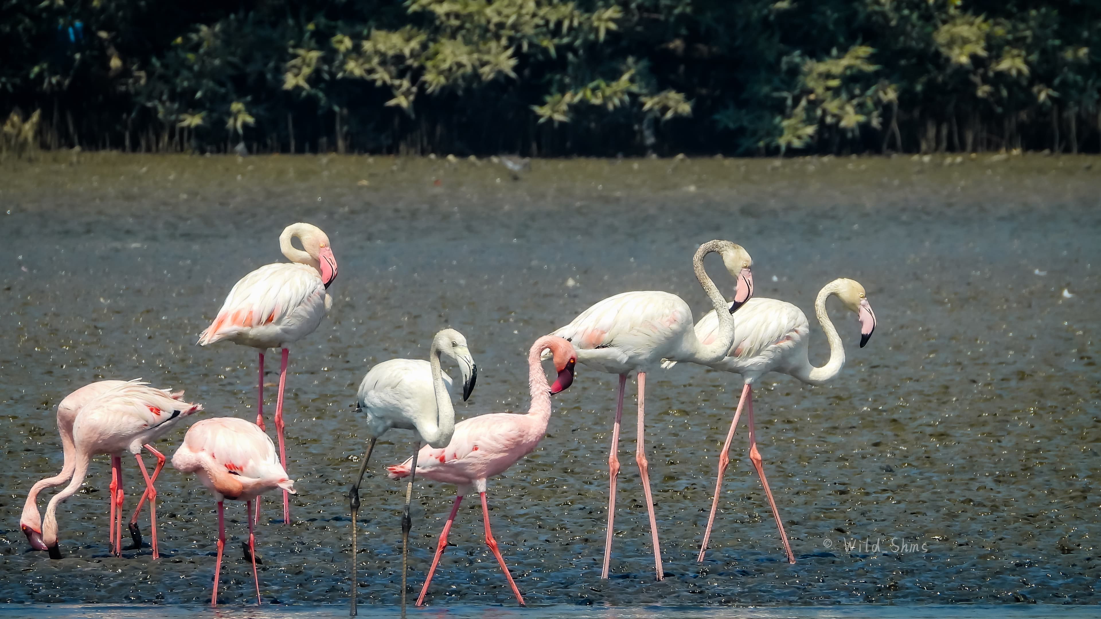 Birding Trails