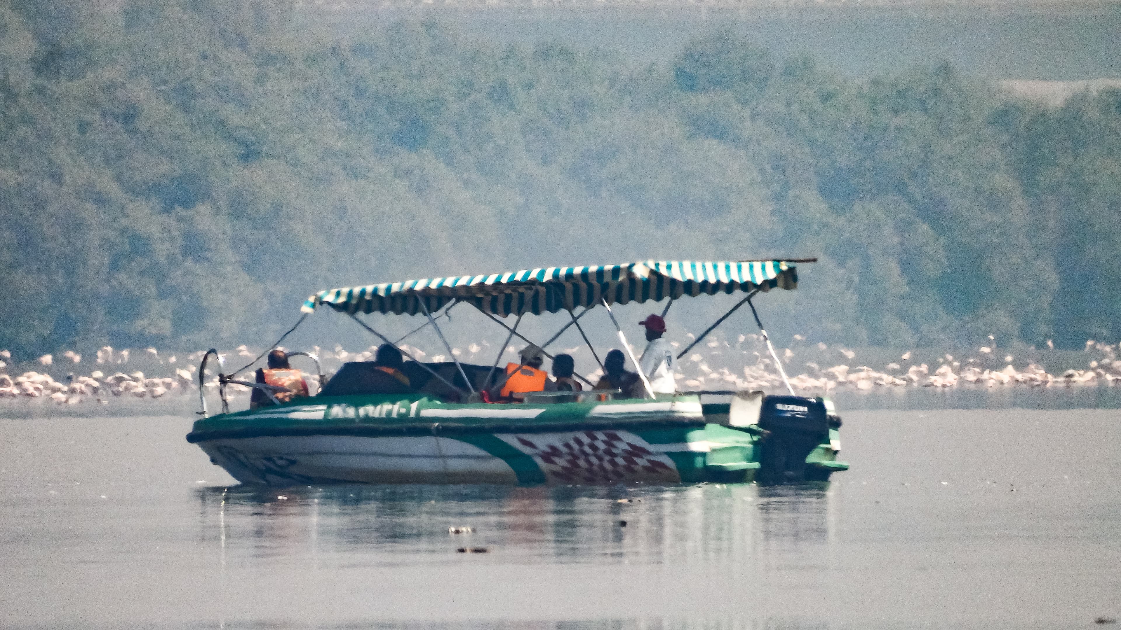 Flamingo Boat Rides