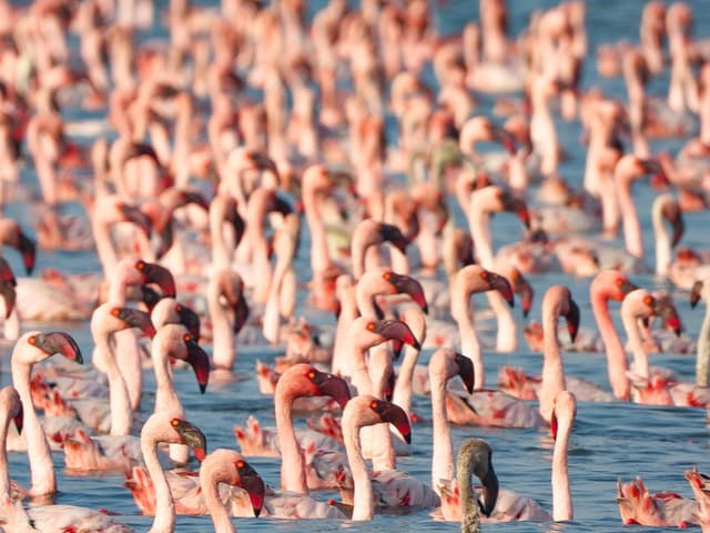 Wild Mumbai
