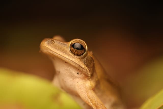 Wild Mumbai