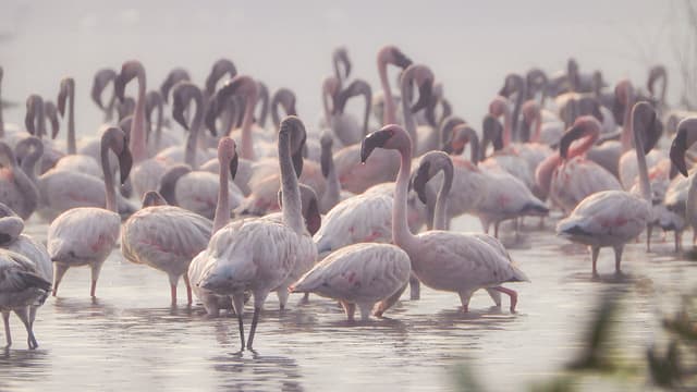Wild Mumbai