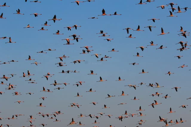 Wild Mumbai