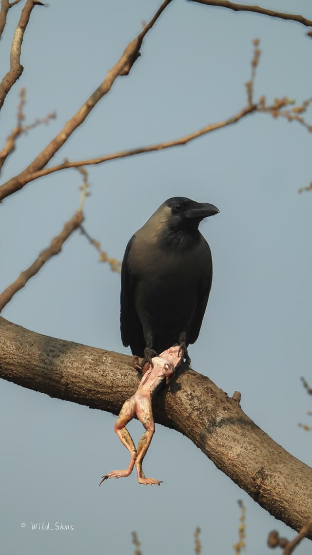 Wild Mumbai