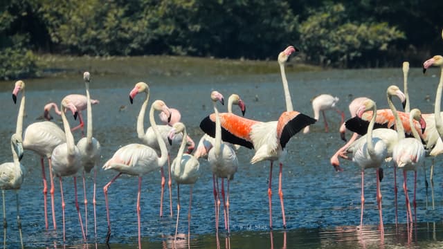 Wild Mumbai