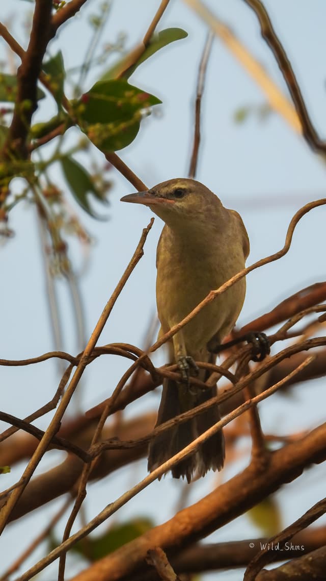 Wild Mumbai